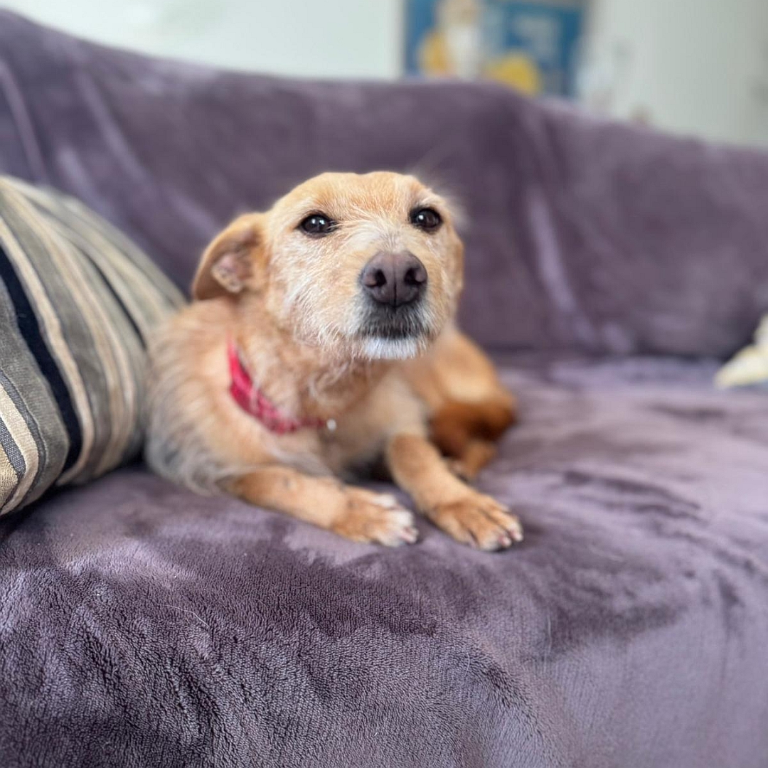 Hellbraune Hündin, liegend, von vorn, Kopf und Blick  in Kamera