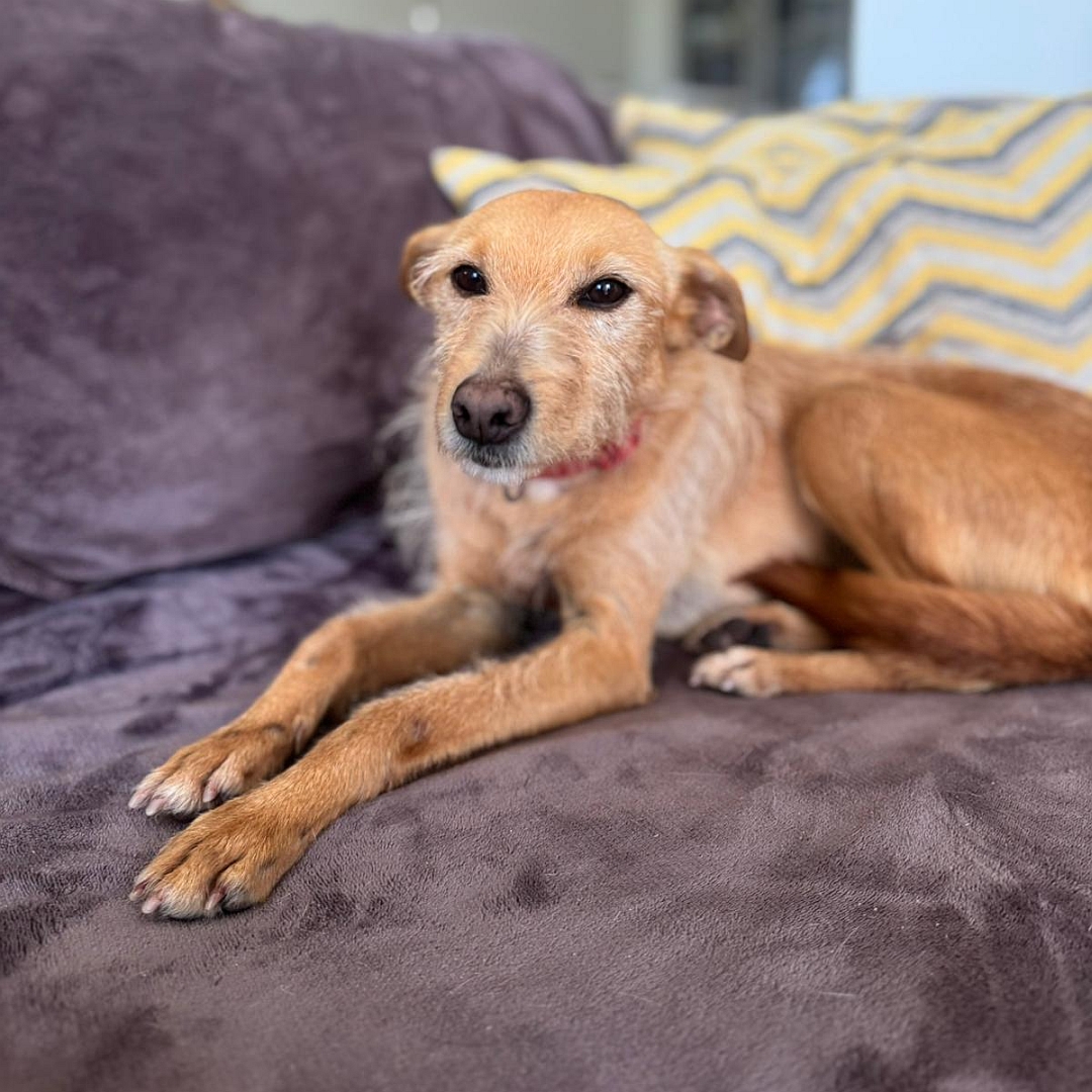 Hellbraune Hündin, liegend, linke Seite, Kopf und Blick nach links in Kamera