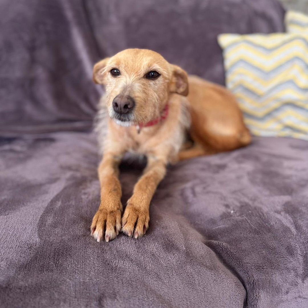 Hellbraune Hündin, liegend, von vorn, Kopf und Blick  geradeaus