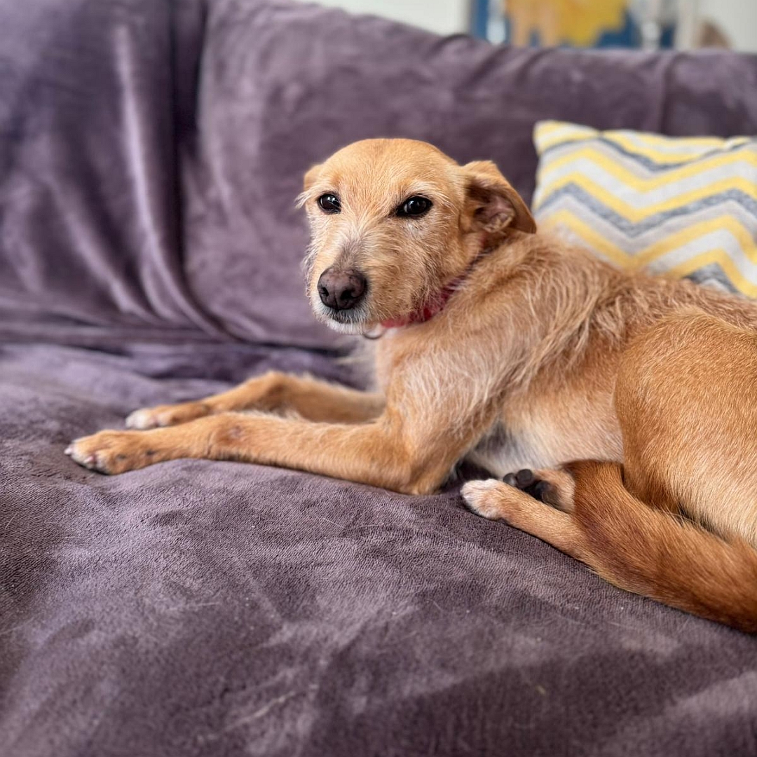 Hellbraune Hündin, liegend, linke Seite, Kopf und Blick nach links in Kamera