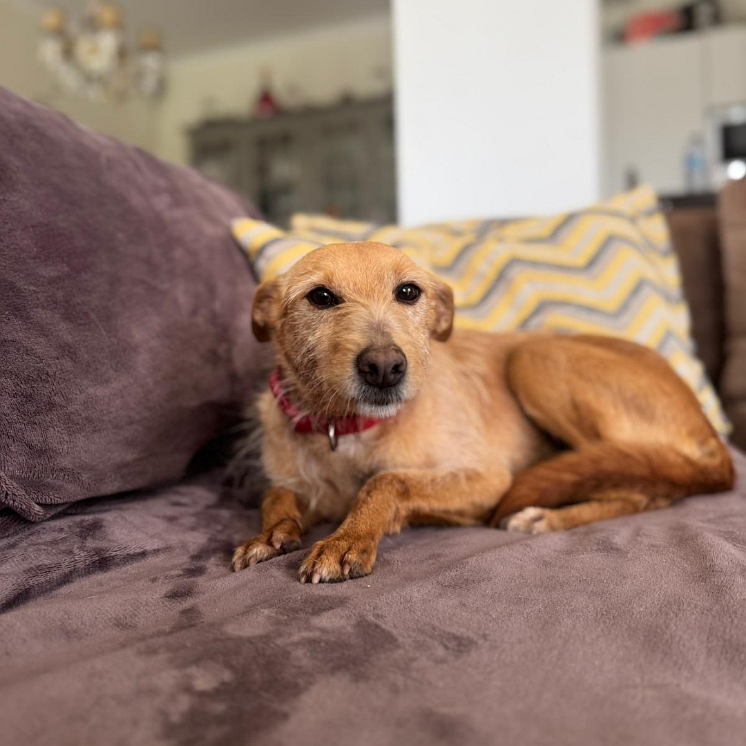 Hellbraune Hündin, liegend, linke Seite, Kopf und Blick nach links in Kamera