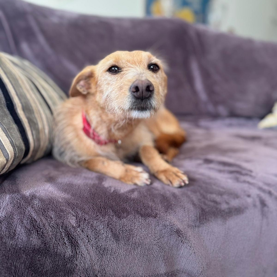 Hellbraune Hündin, liegend, von vorn, Kopf und Blick  in Kamera