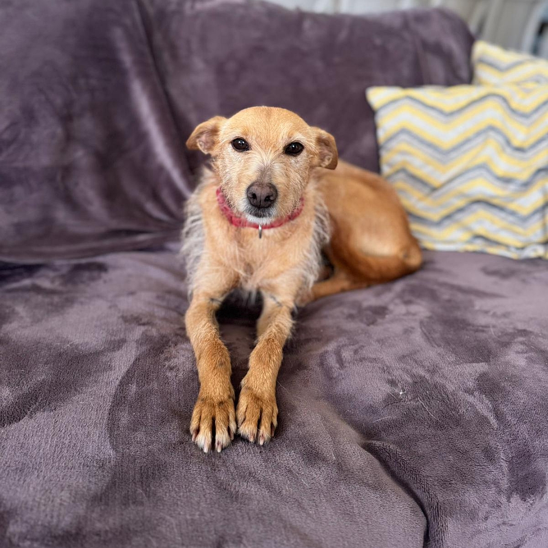 Hellbraune Hündin, liegend, von vorn, Kopf und Blick  in Kamera