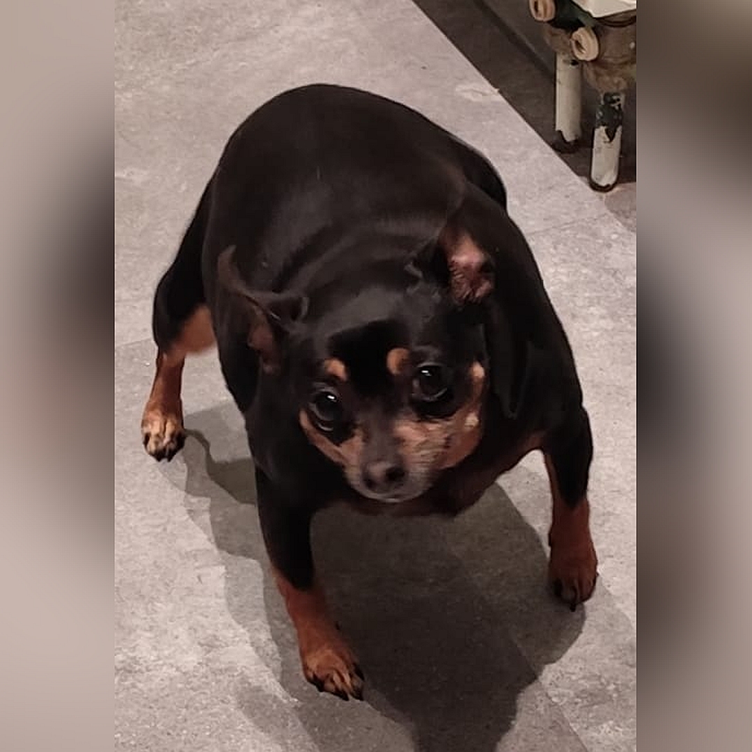 Schwarz-braune Hündin, gehend, von vorn oben, Blick nach oben in Kamera