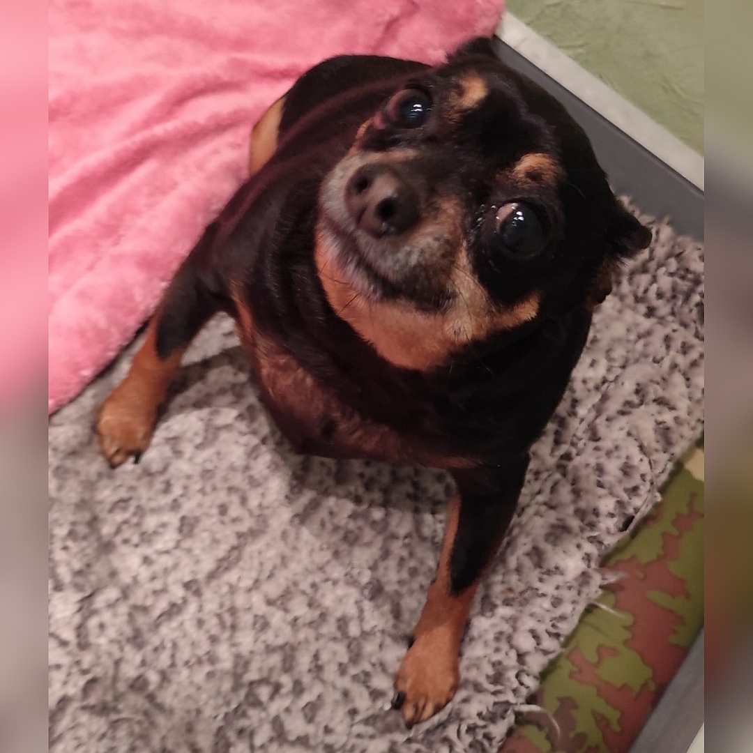 Schwarz-braune Hündin, sitzend, von vorn oben, Kopf und Blick nach oben in Kamera