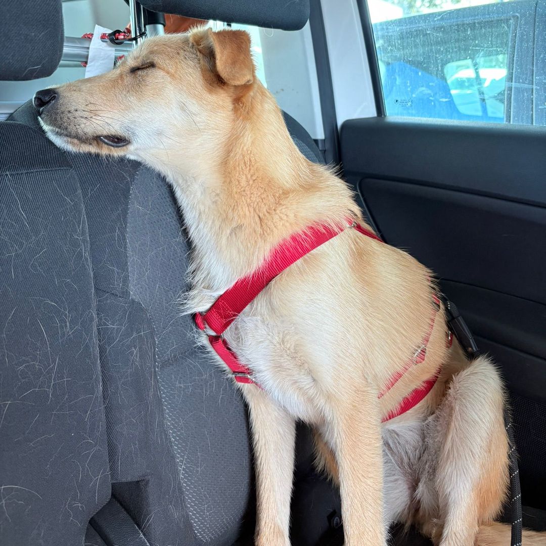 Indy schläft im Auto