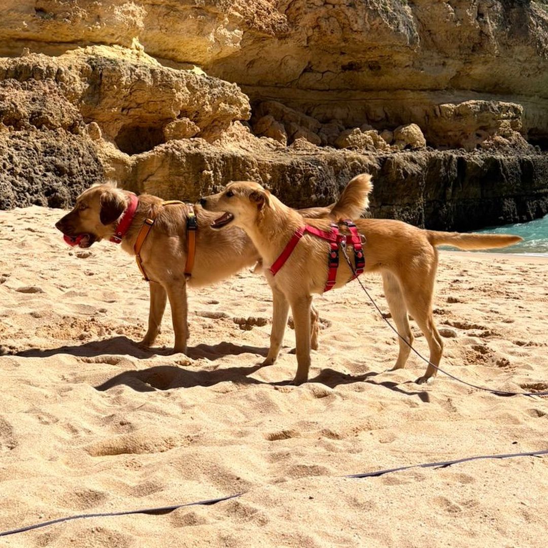 Indy und ein weiterer Hund am Sandstrand