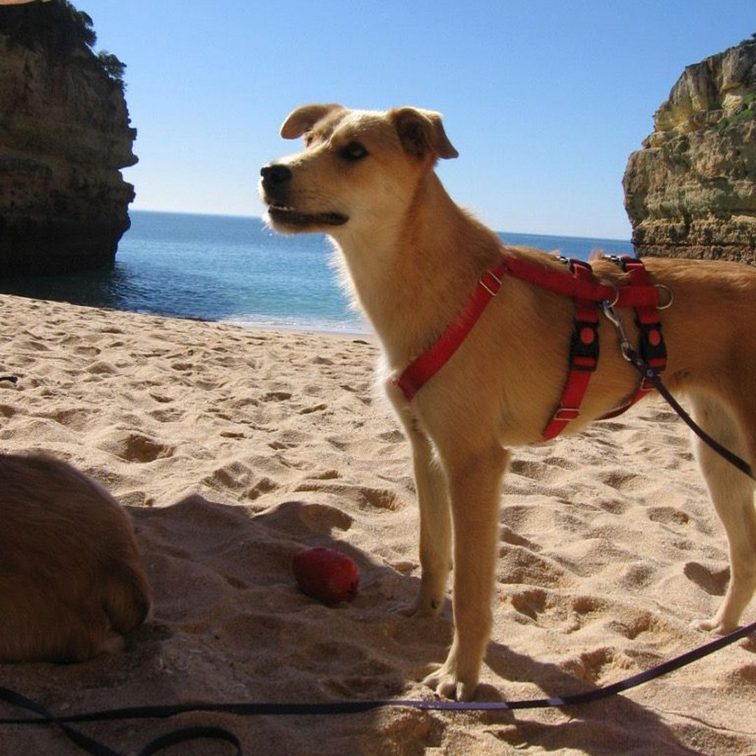 Indy steht am Sandstrand