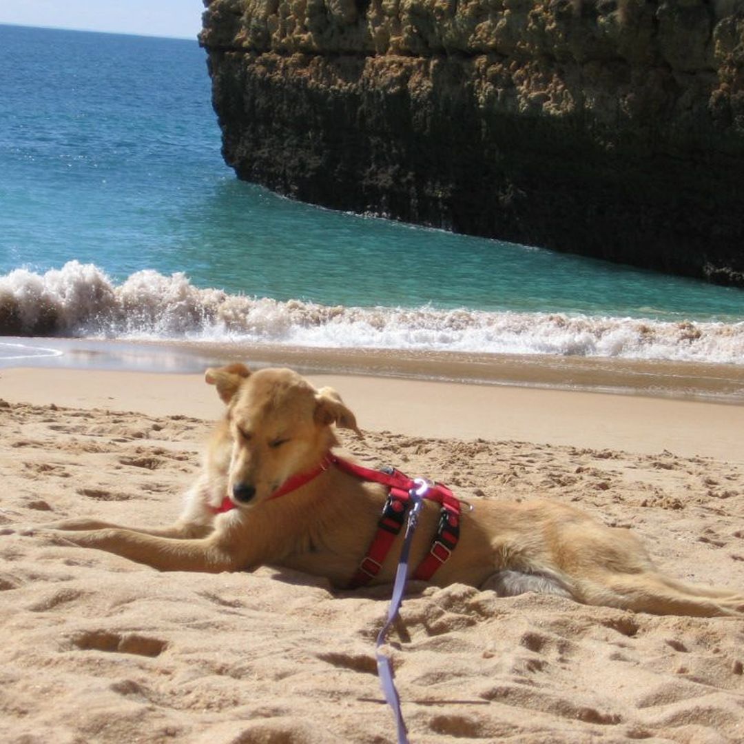 Indy schläft am Sandstrand