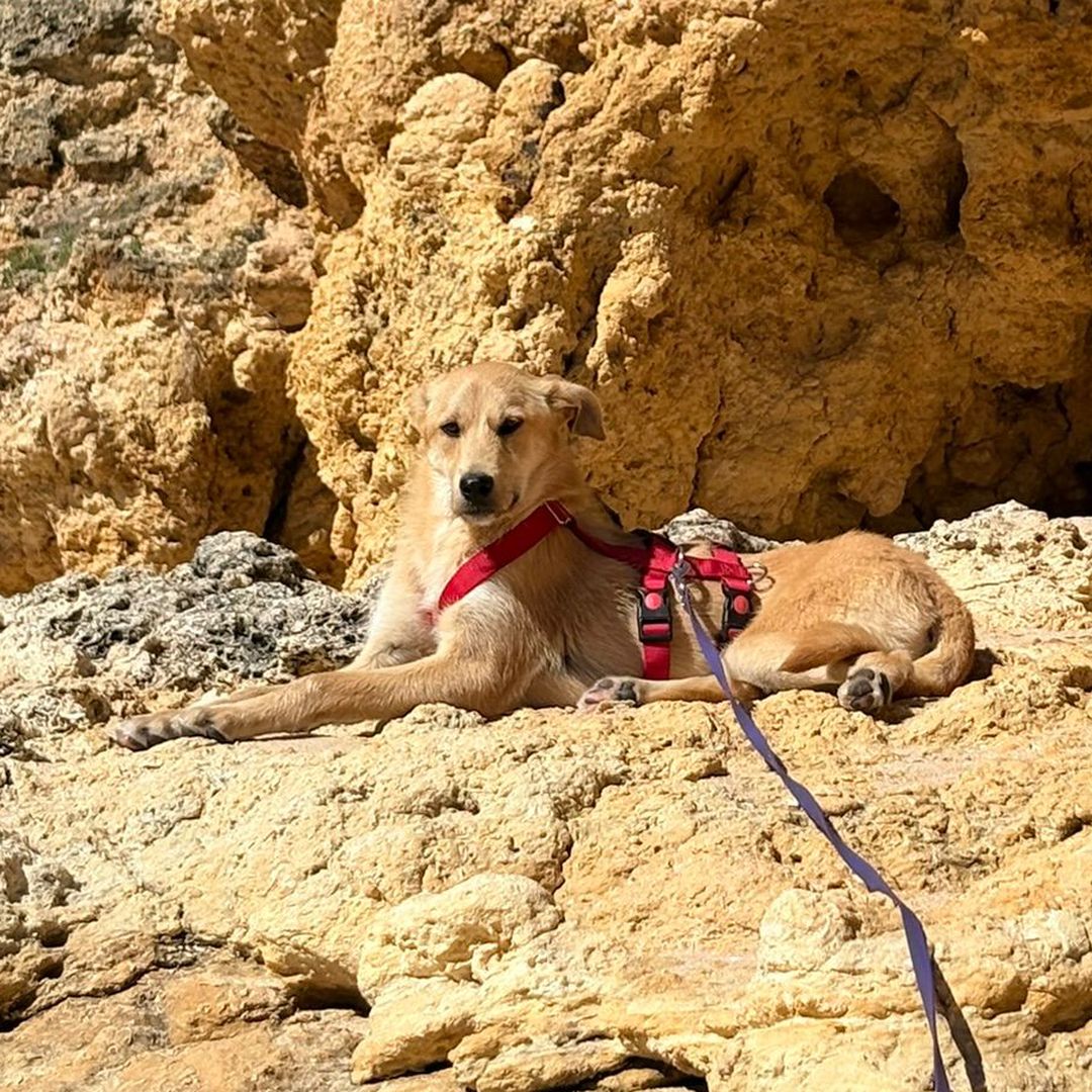 Indy liegt auf Felsen am Sandstrand