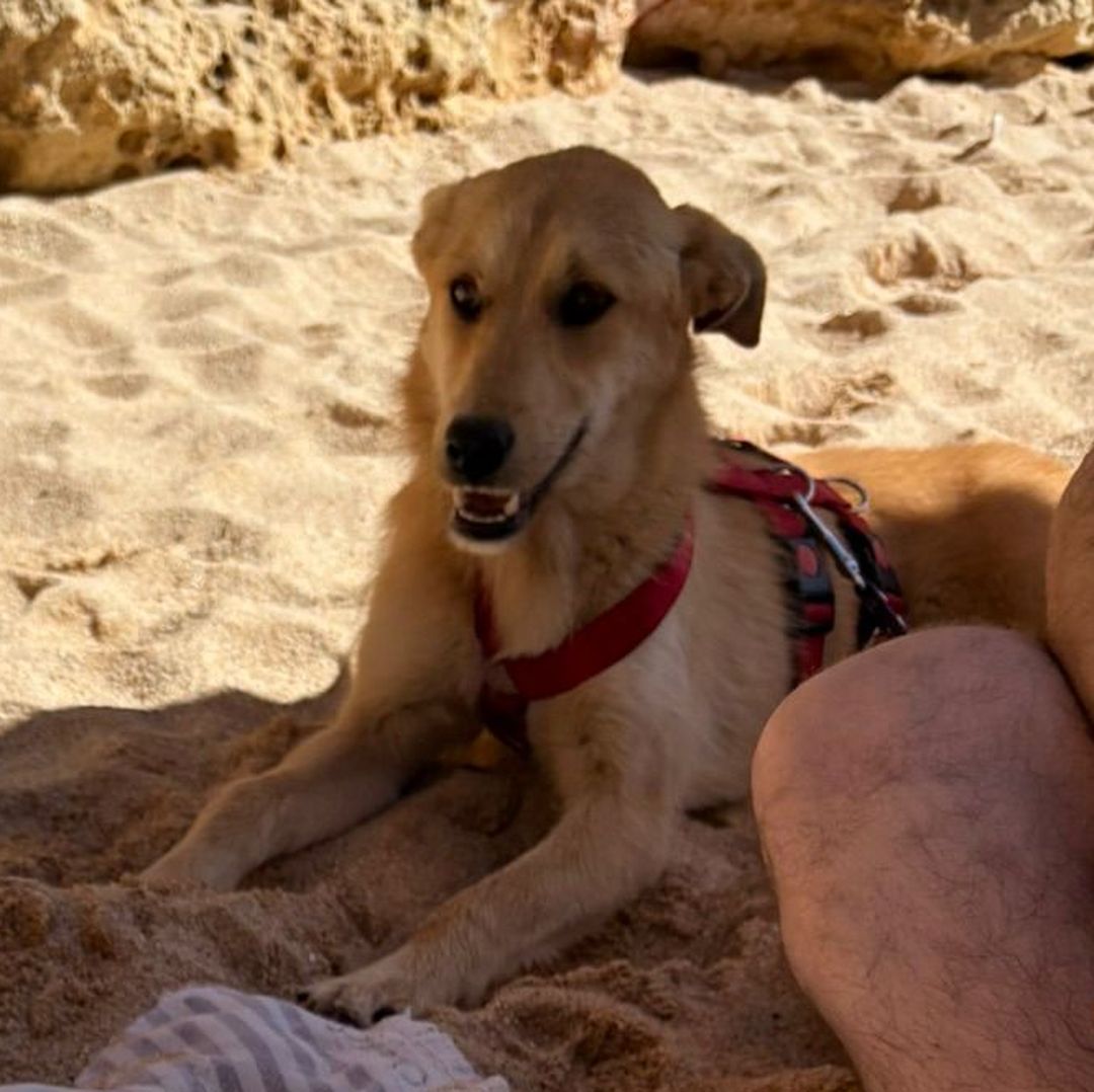 Indy sitzt am Sandstrand