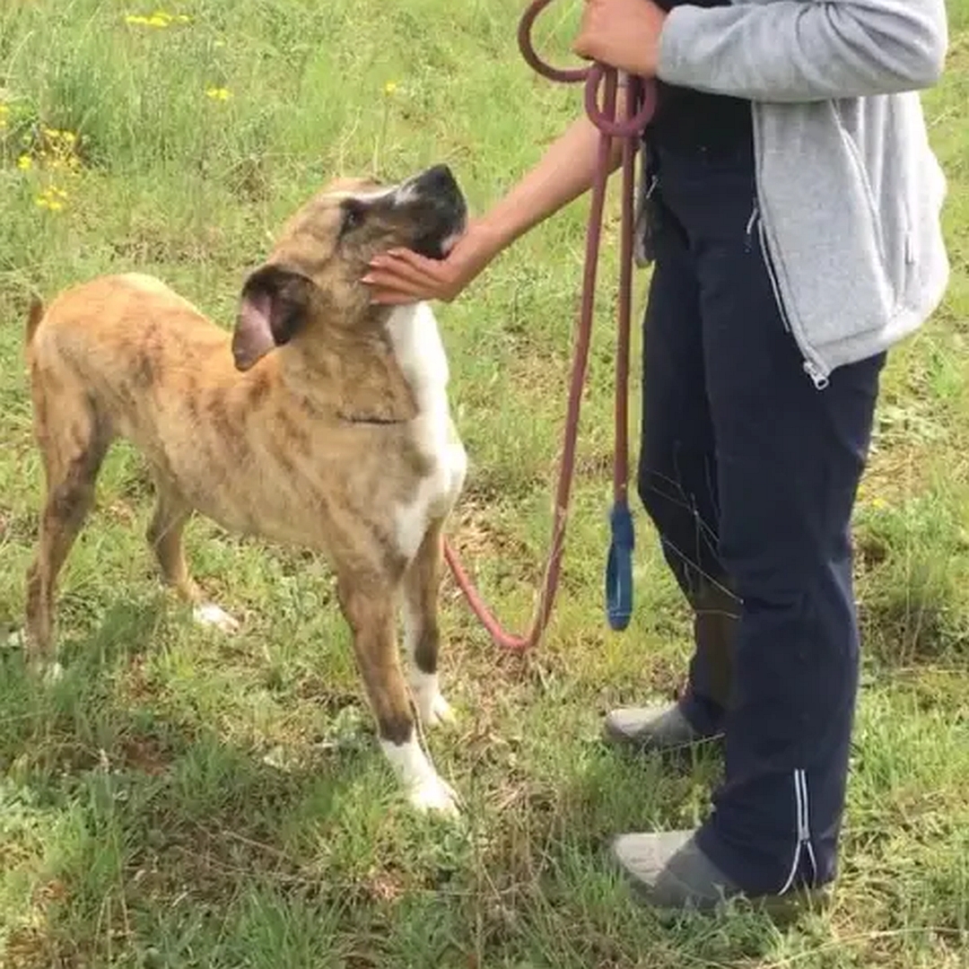 Braun-gestromter Rüde, weißer Brustfleck, weiße Pfoten, stehend, rechte Seite, Kopf und Blick nach oben zu einer Person, die den Kopf hält