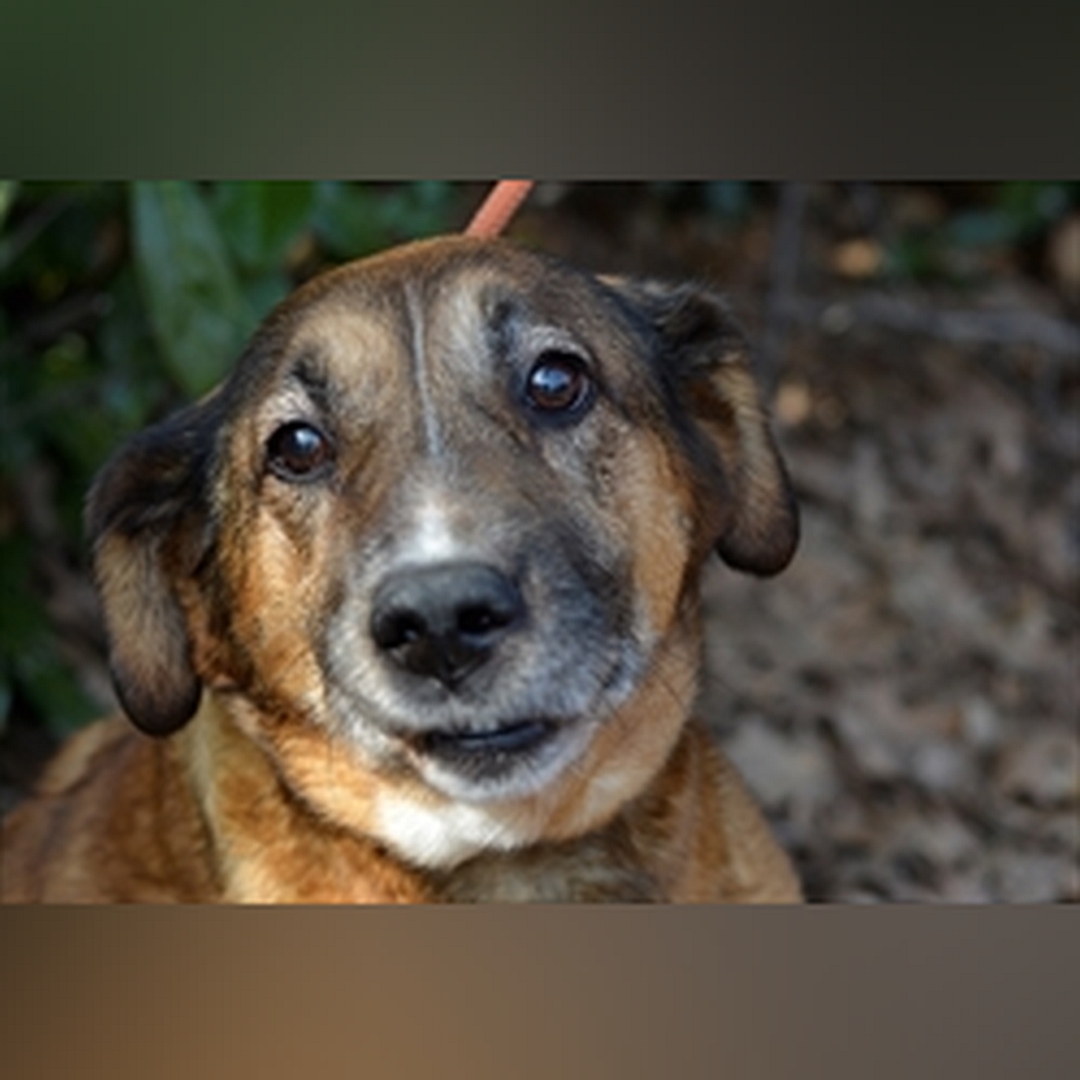 Braune Hündin, Portrait, Blick in Kamera 