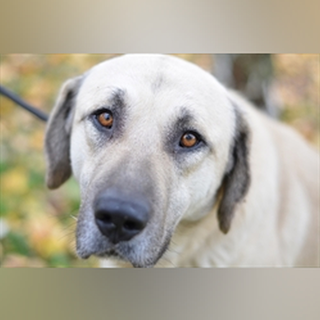 Hellbeiger Rüde, Portrait, von vorn, Blick in Kamera