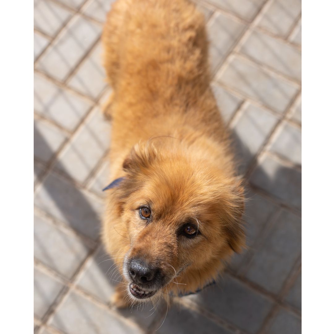 Fozzie im Auslauf