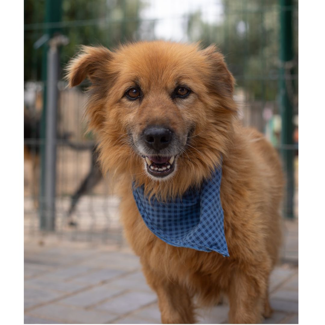 Fozzie im Auslauf
