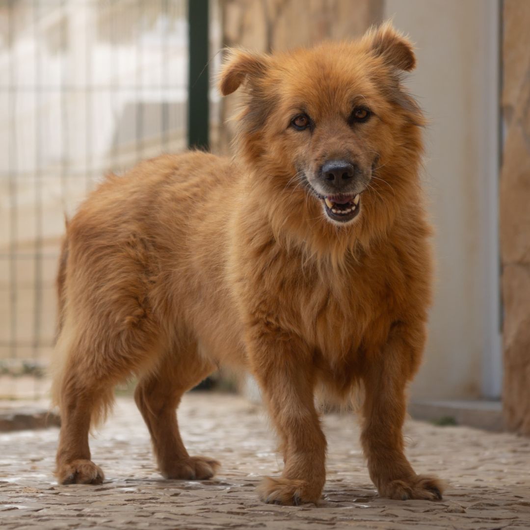 Fozzie im Auslauf 