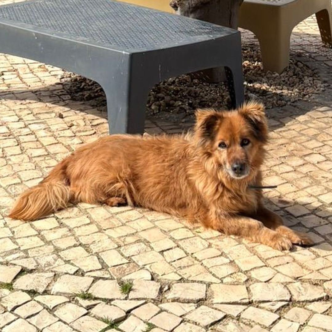 Fozzie liegt draussen am Boden und sieht in die Kamera