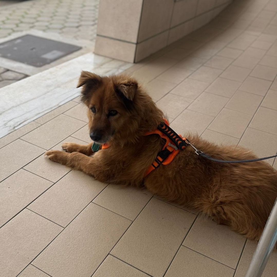Fozzie liegt am Boden und sieht in die Kamera