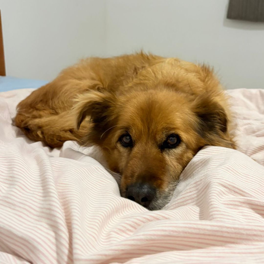 Fozzie liegt im Bett