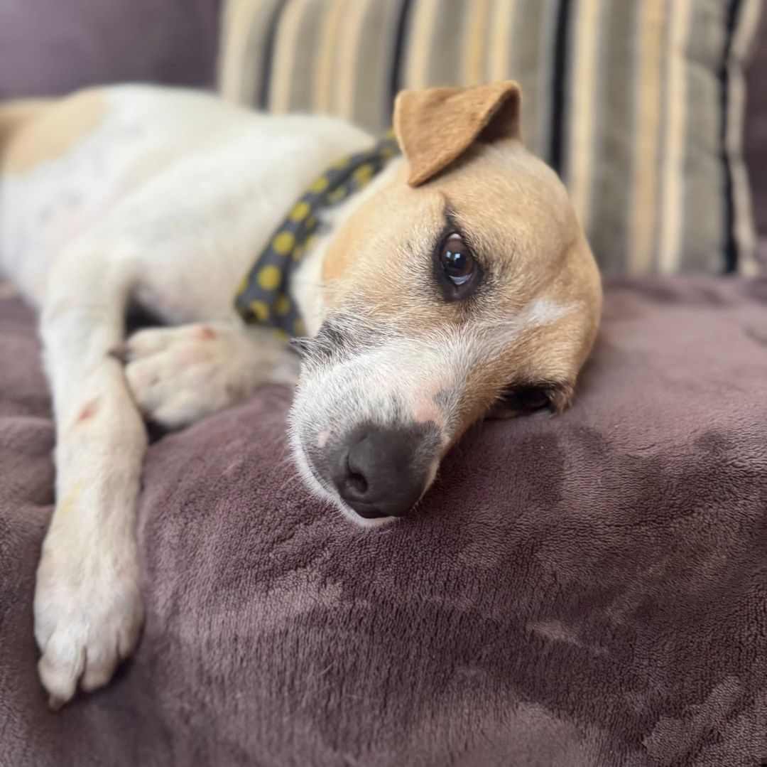 Lucas liegt entspannt auf dem Sofa