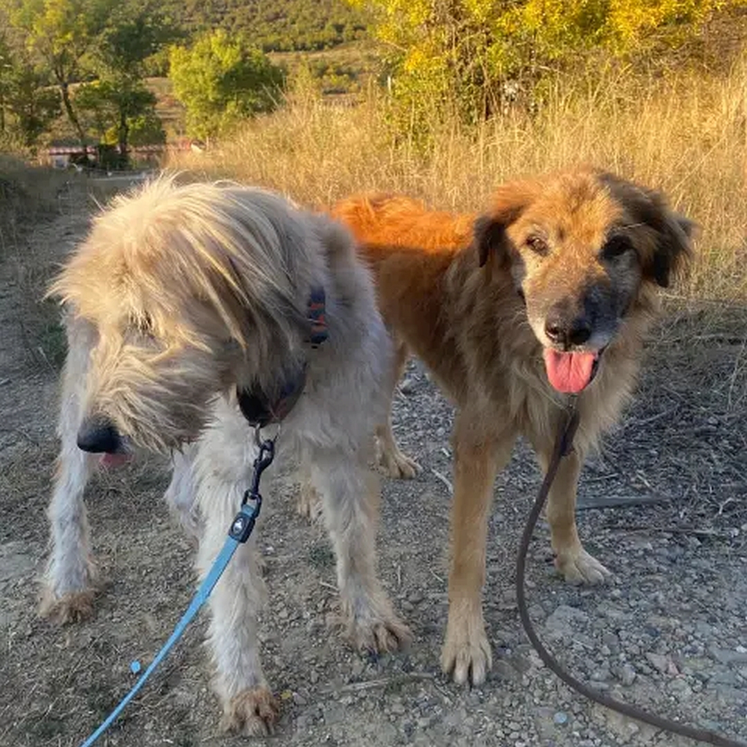 Hellbeiger Rüde, links neben einem anderen Hund stehend, Kopf und Blick nach rechts