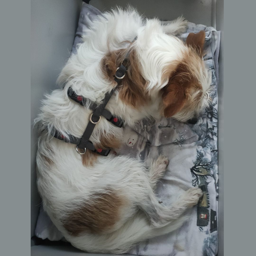 Mini schläft im Körbchen