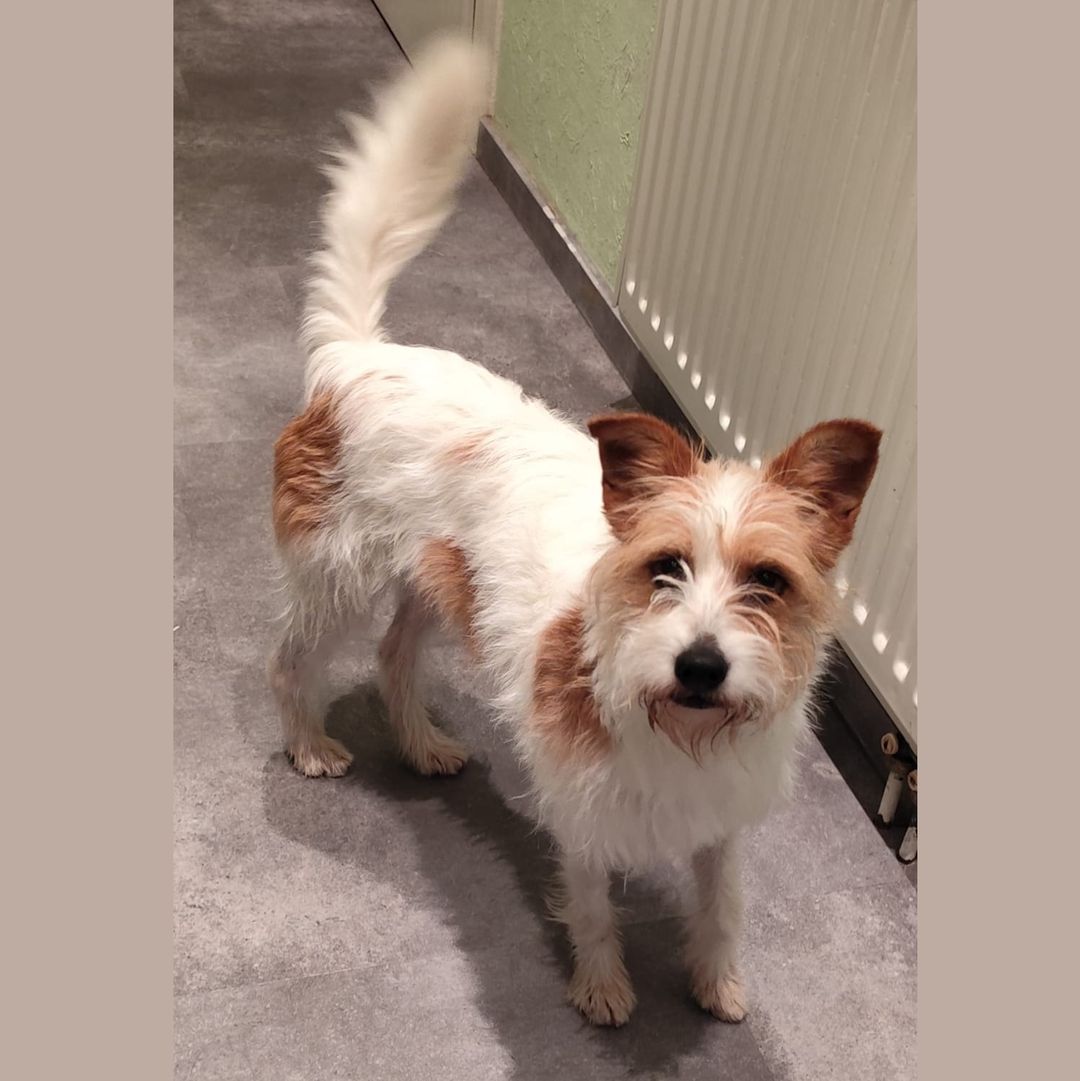 Mini in der Wohnung, sieht in die Kamera