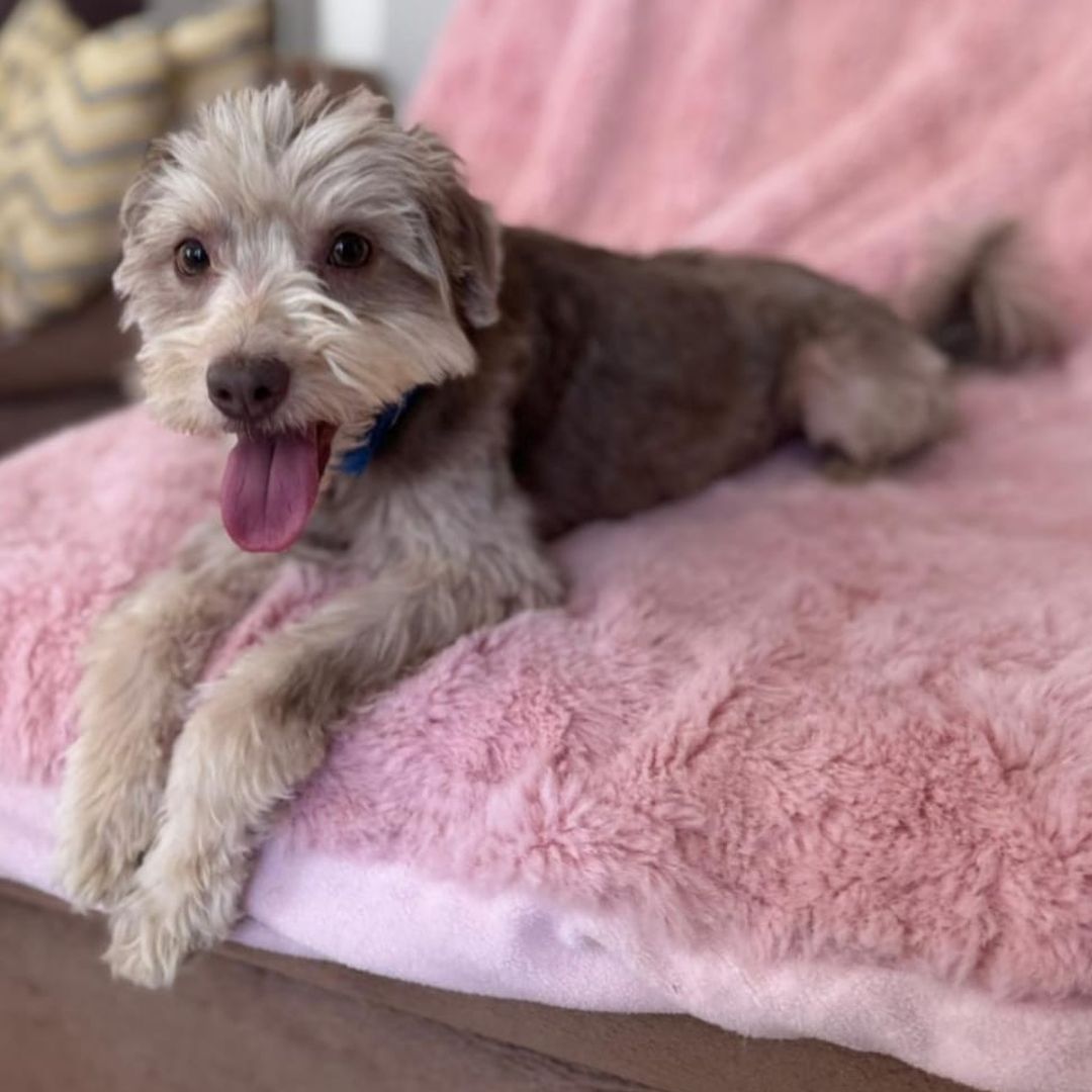 Chico liegt auf Sofa