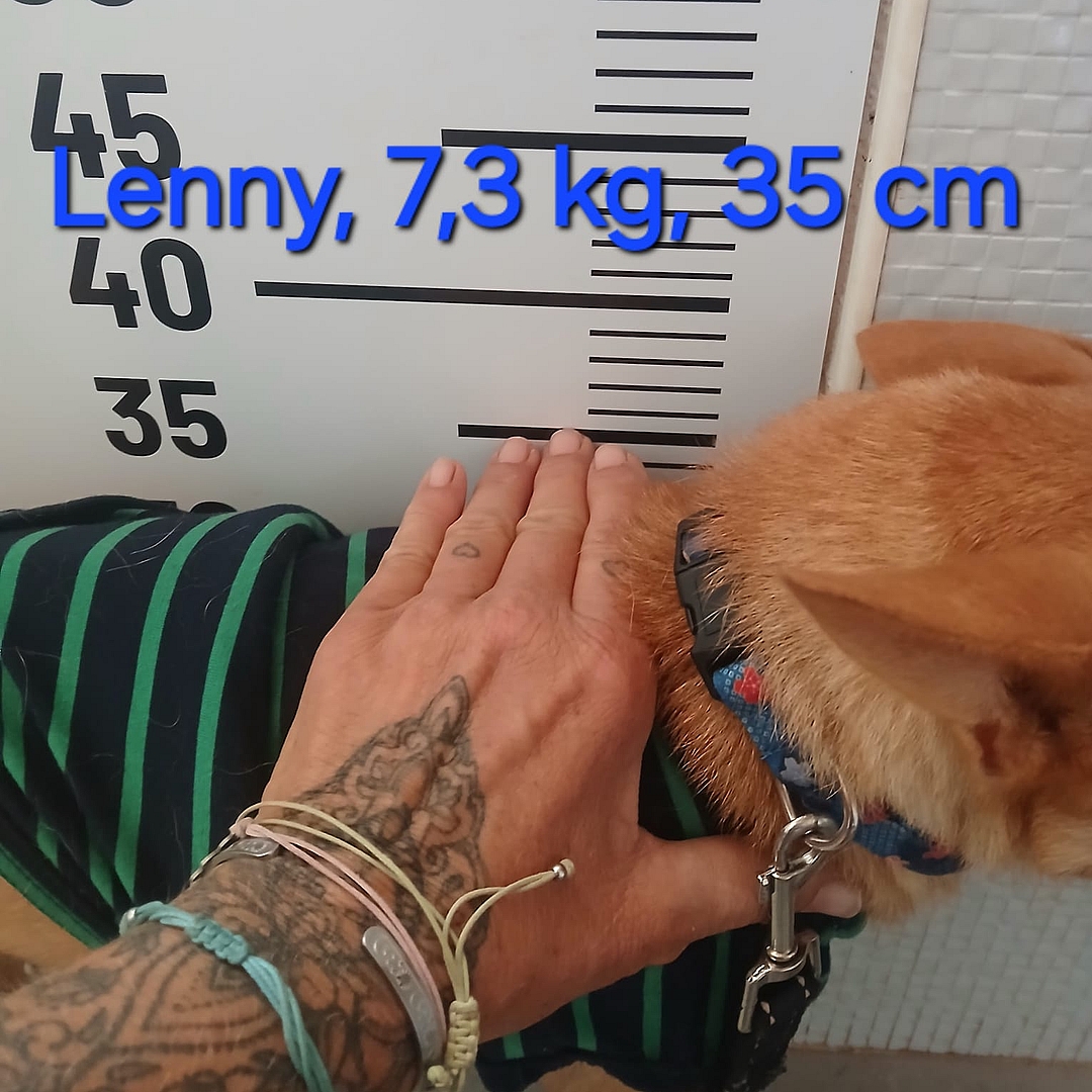 Lennys Höhe wird gemessen