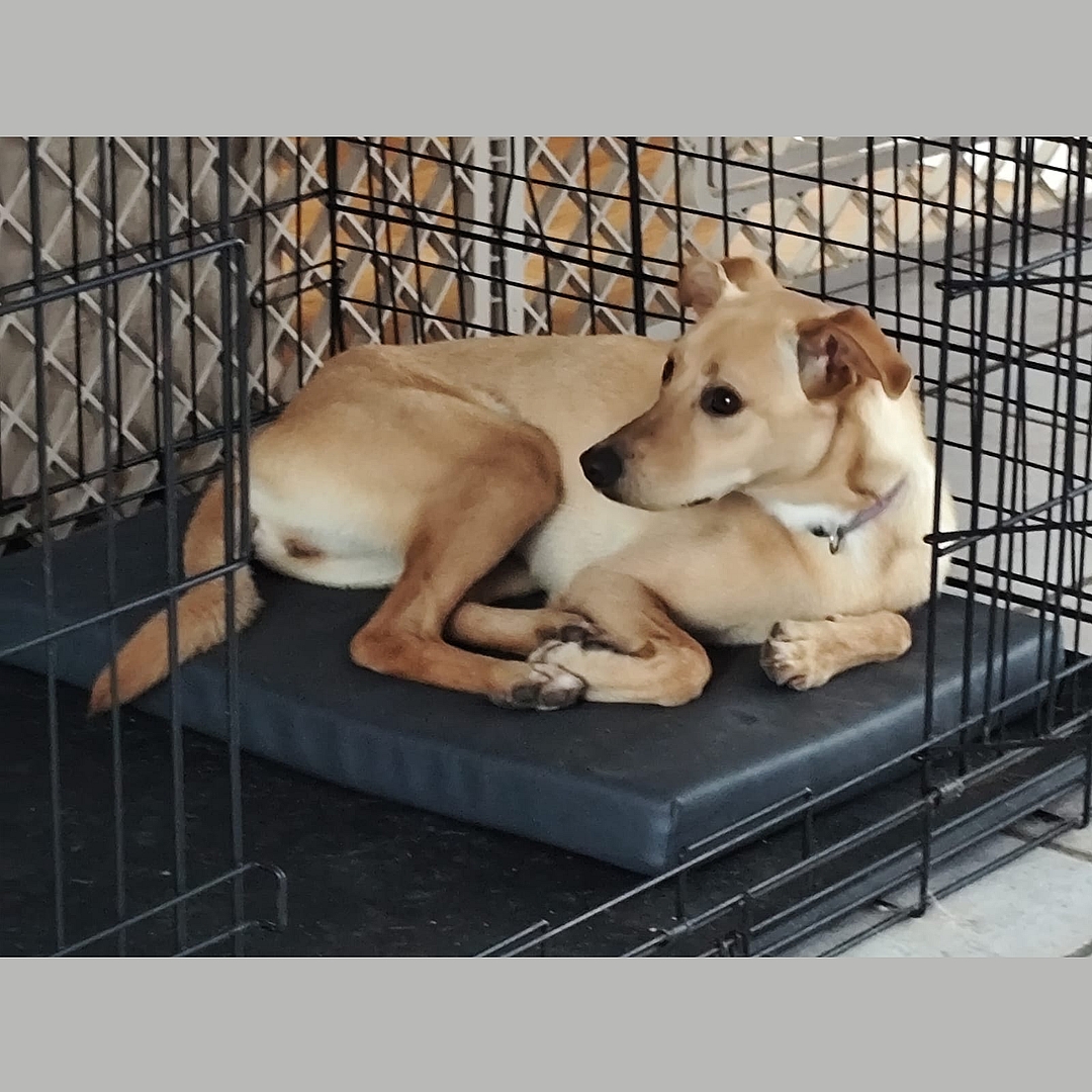 FINALISTA in der Hundebox
