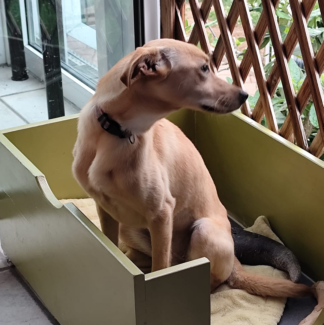 FINALISTA in der Hundekiste