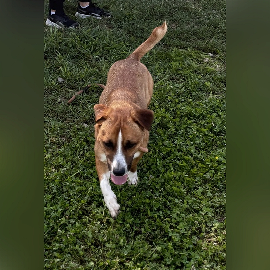 Kleiner braun-weißer Rüde, gehend, von vorn oben, Kopf und Blick geradeaus