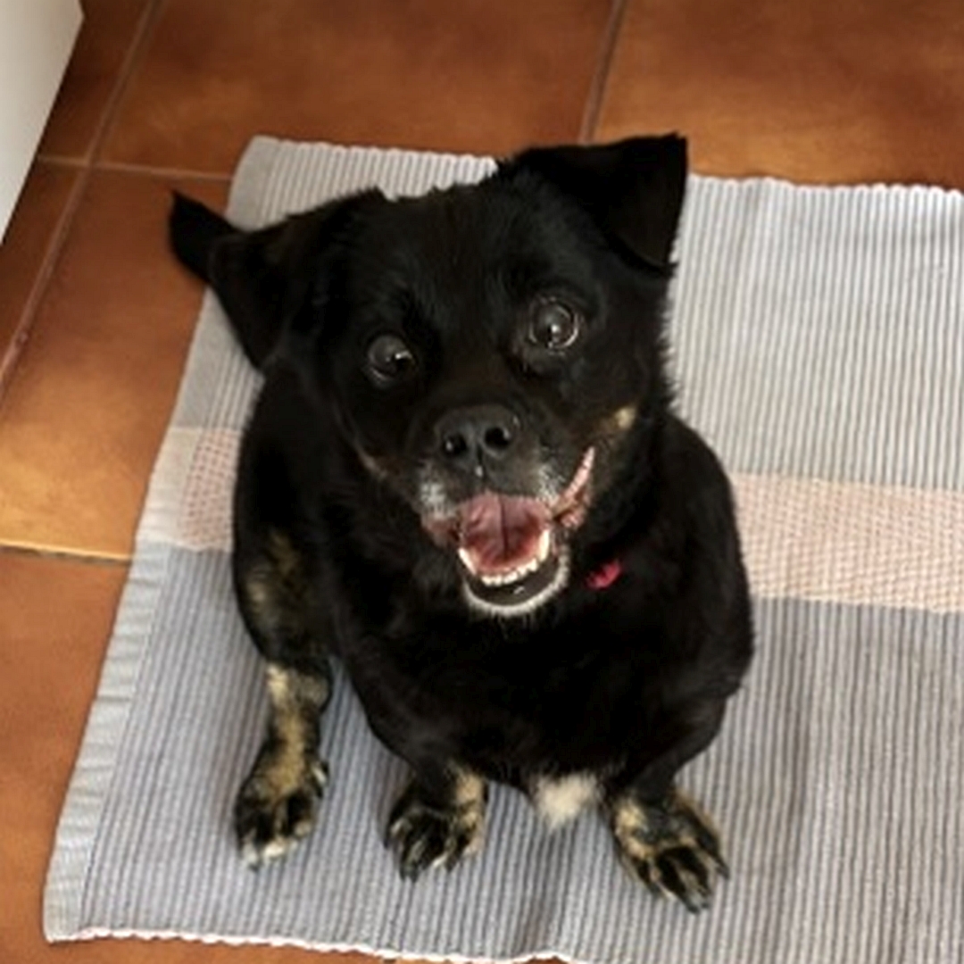 Kleine, schwarze Hündin, sitzend, von vorn oben, Blick nach oben in Kamera