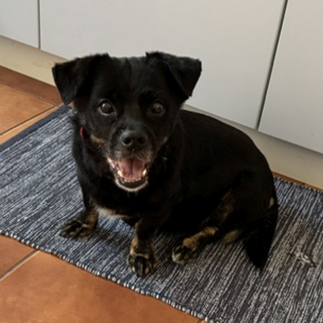 Kleine, schwarze Hündin, sitzend, von vorn, Blick in Kamera