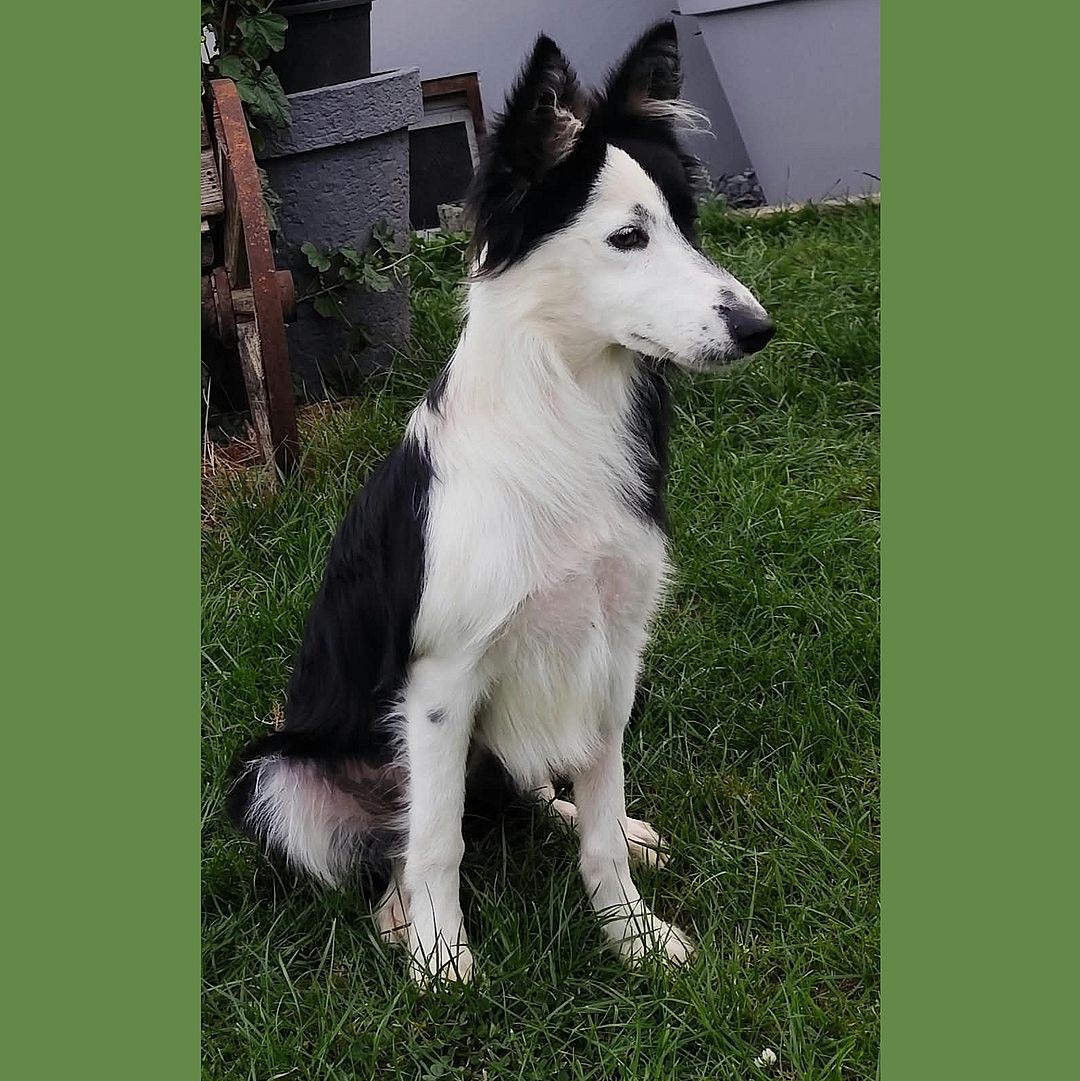 Vitoria sitzt im Garten und blickt nach links