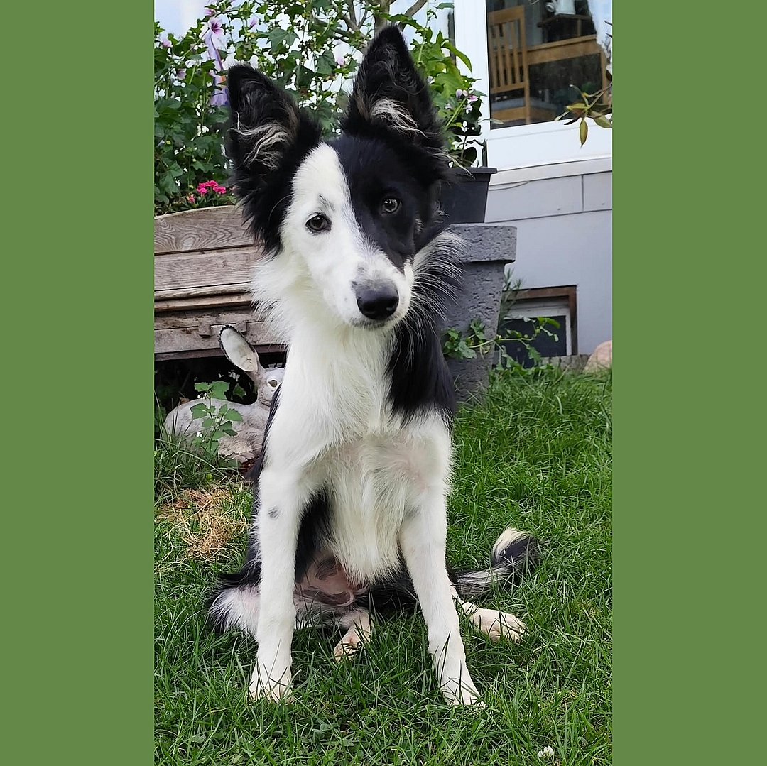 Vitoria sitzt im Garten und blickt nach vorne