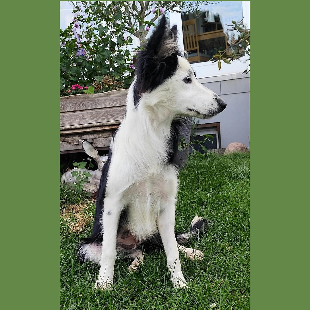 Vitoria sitzt im Garten und blickt nach links