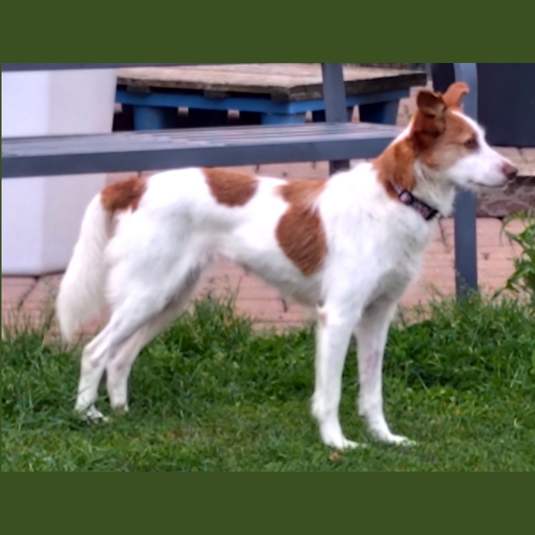 Bina seitlich vor der Terrasse