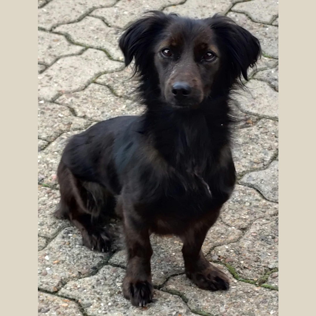 Nikki sitzt auf Pflasterweg