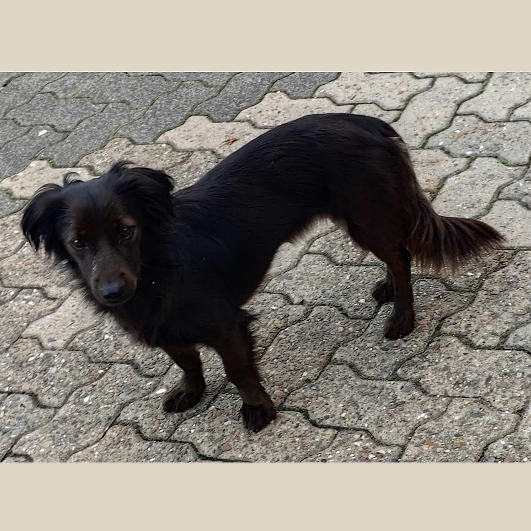 Nikki steht auf Pflasterweg und blickt nach links