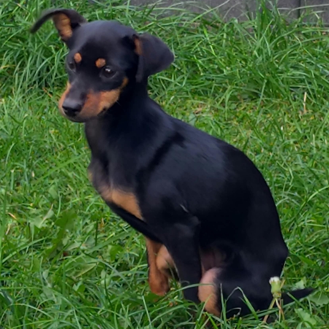Tila sitzt in der Wiese