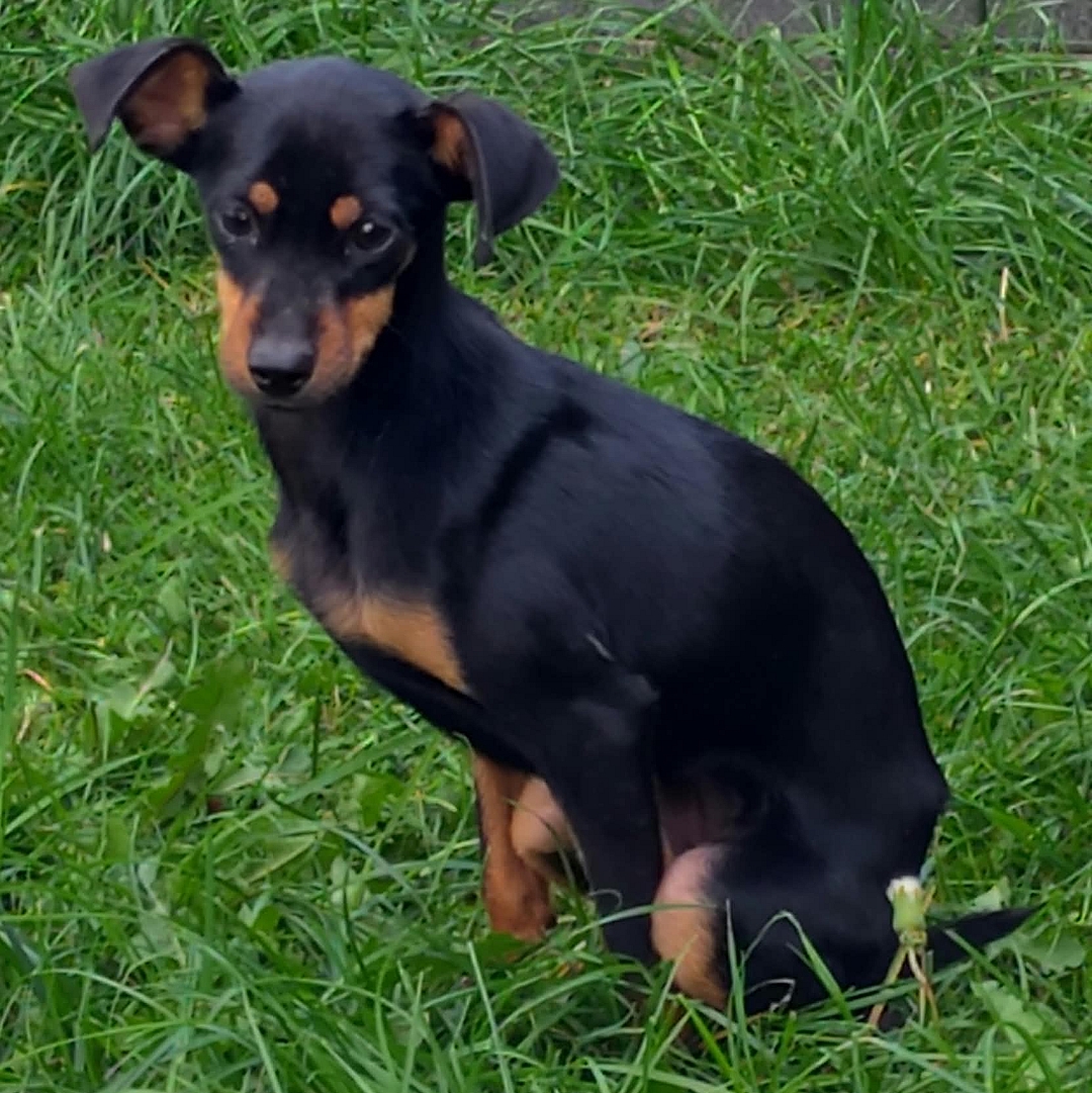 Tila sitzt in der Wiese