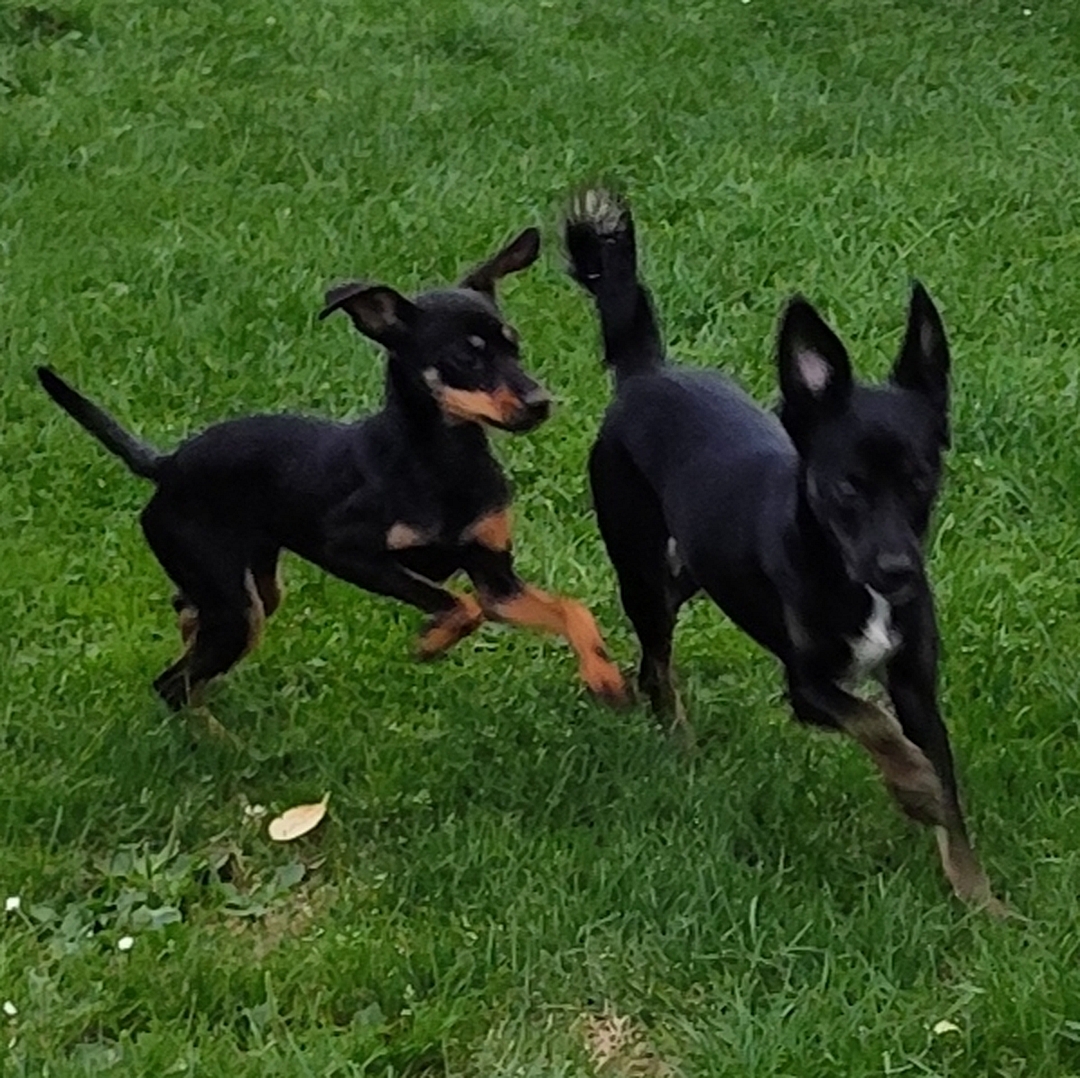 Tila spielt mit anderem Hund