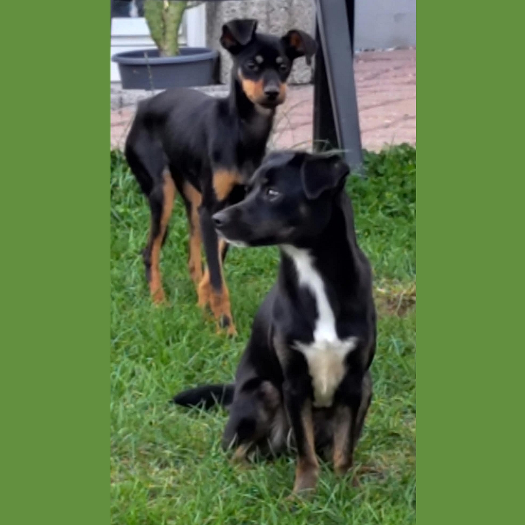 Belina sitzt im Garten