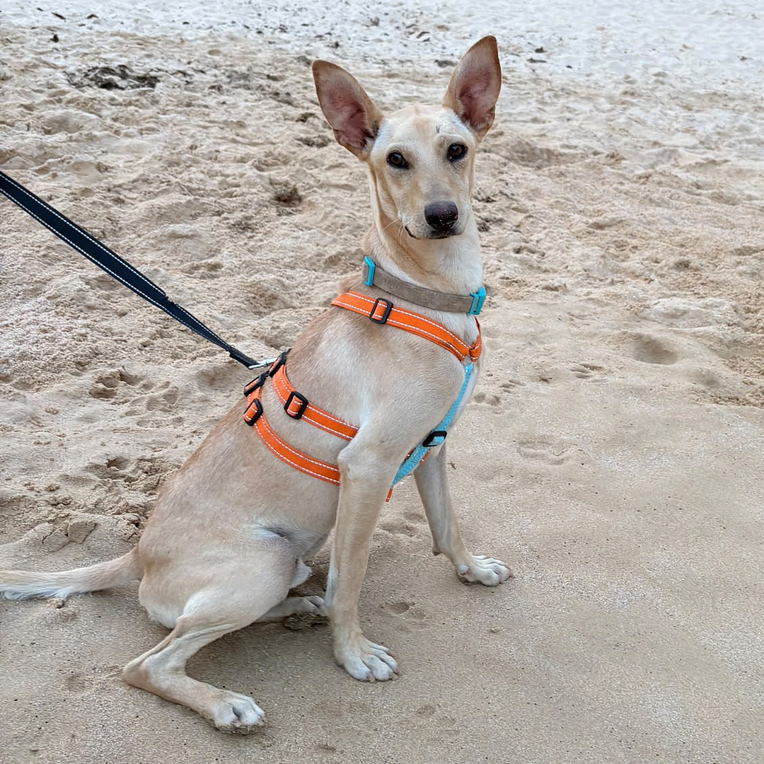 Boris sitzt am Strand