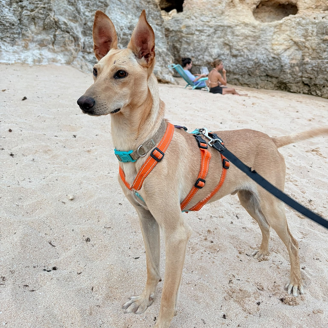 Boris steht am Strand