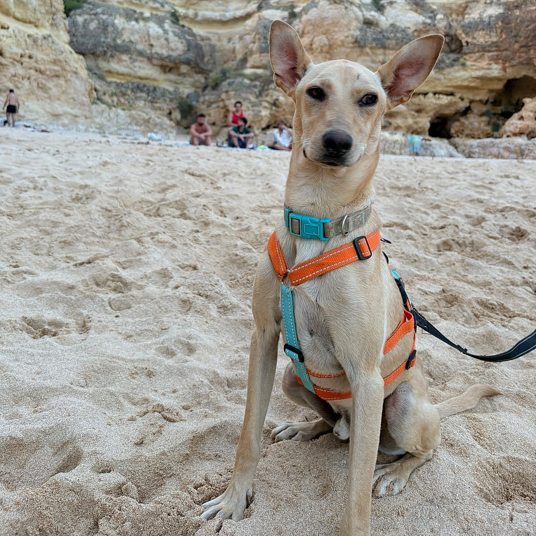 Boris sitzt am Strand und blickt nach vorne