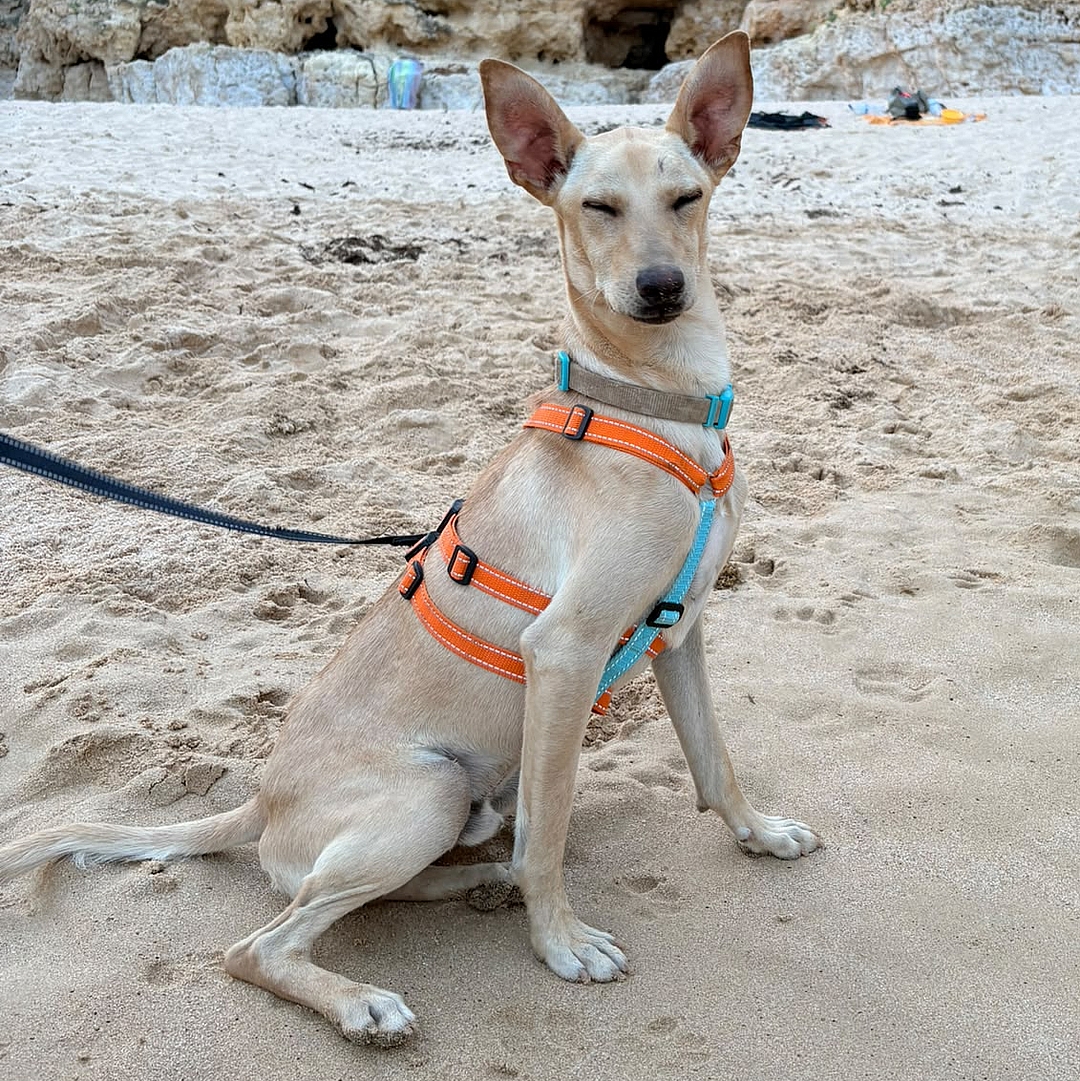 Boris sitzt am Strand und blickt in die Kamera