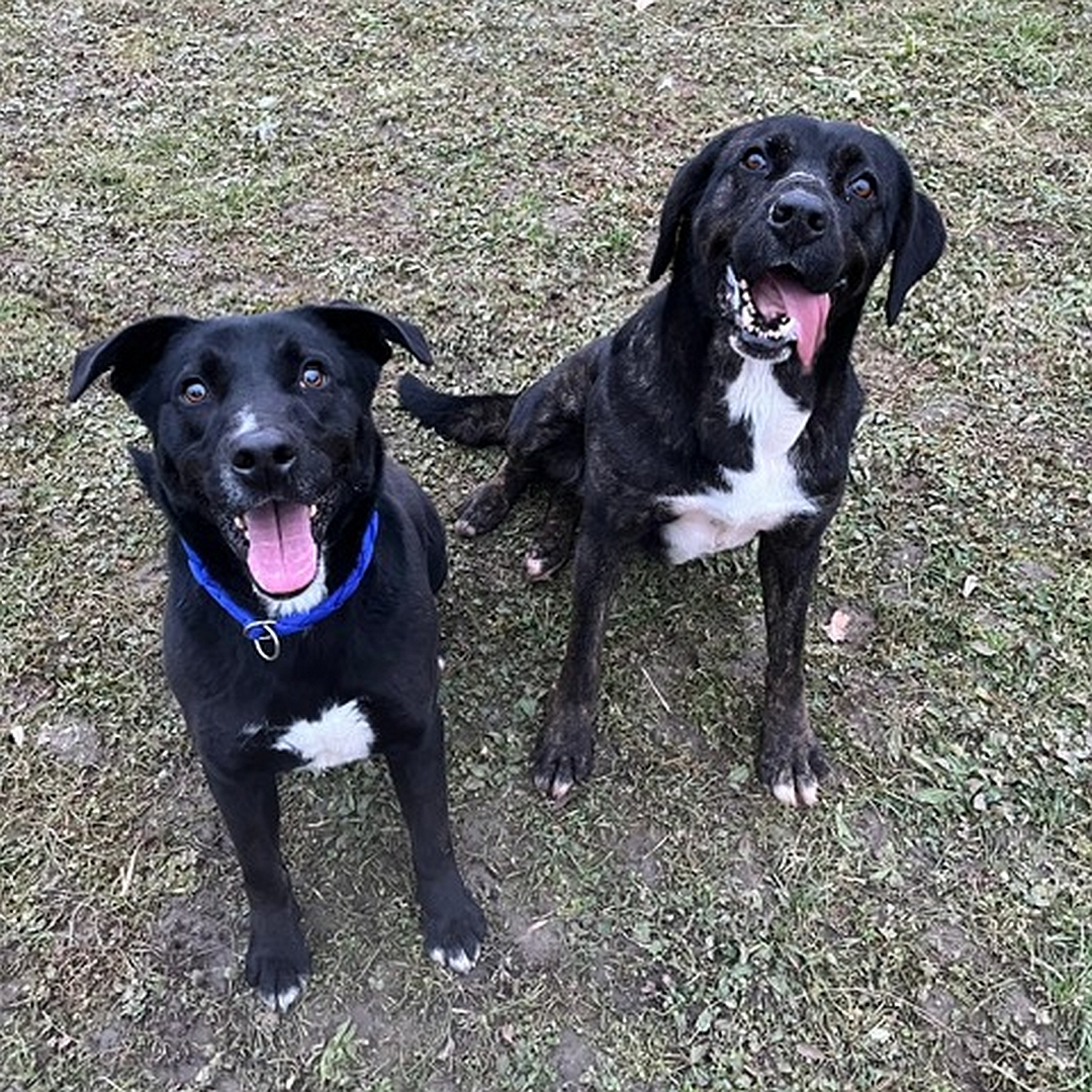 Dunkelbraune Hündin, weißer Brustfleck, sitzend, von vorn oben, Blick in Kamera, rechts daneben Hundekumpel